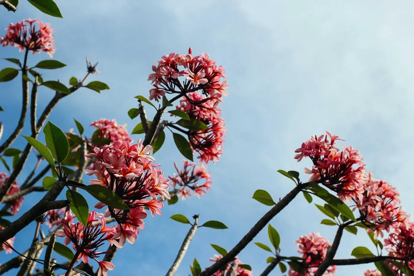 Pink flowers against a soft blue sky